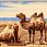 Шерстяной пейзажный ковер Hunnu 6S873 82 верблюды